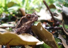 gulf coast toad