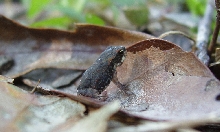 gulf coast toad metamorph