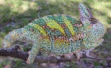 veiled chameleon light male