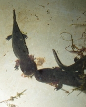 hellbender larvae