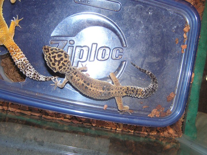 unknownleopard