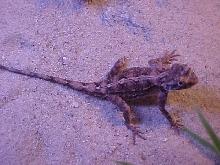 Our baby Agama Agama