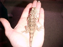 Gypsy in my hand