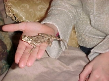 Gypsy girl