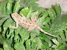 Gypsy on plant