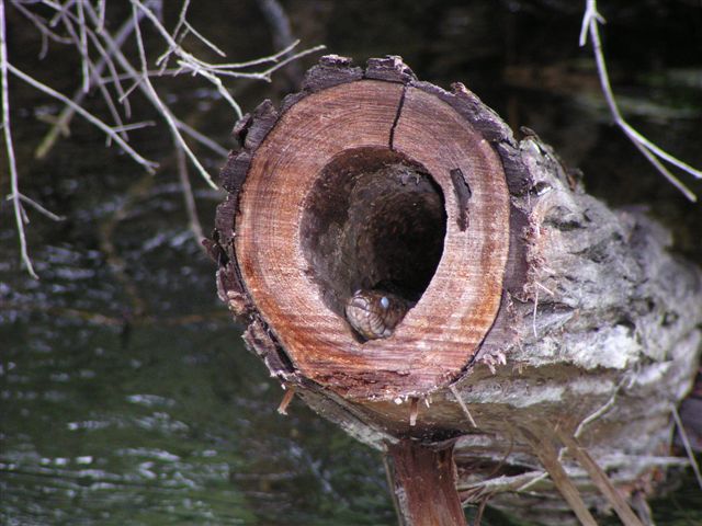 what kind of snake is this???