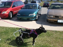 Timber loves to play outside :)