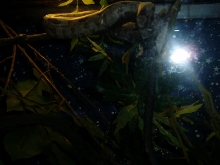 Baby the baby boa