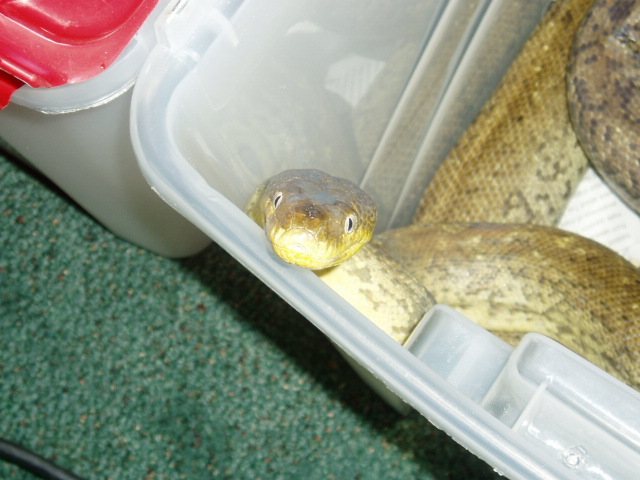 Macklot's Python