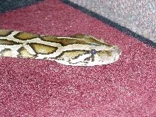 Mr Snake head