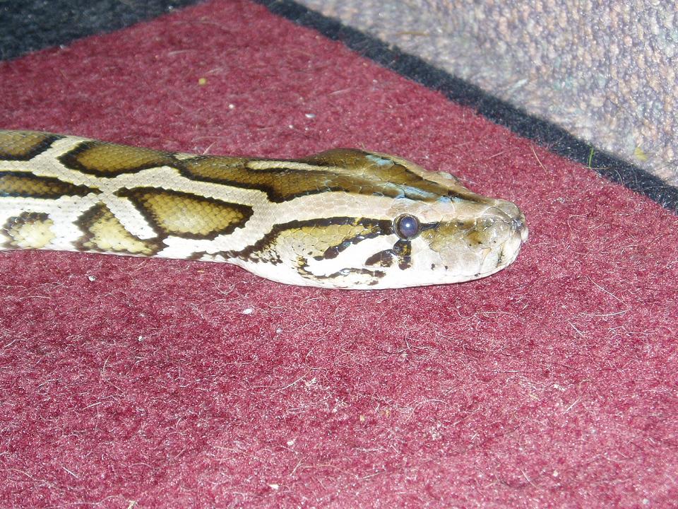 Mr Snake head