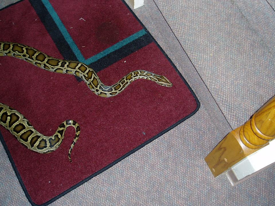 Mr snake again