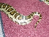 Mr Snake ass before surgery