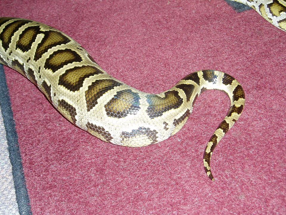 Mr Snake ass before surgery