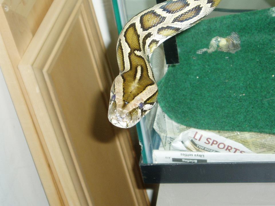 Mr Snake 2 yr old