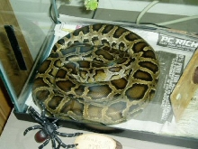 Mr Snake the Burmese Python