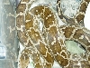 Indian Patterns