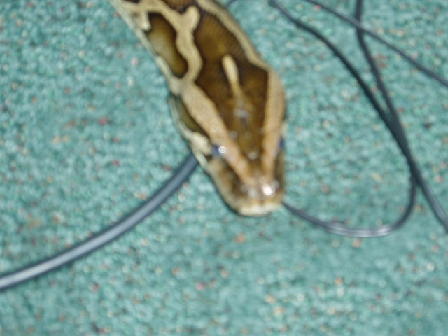 Snaps my 7ft female burm