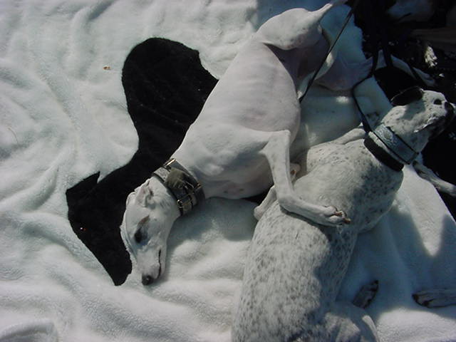 Allie & Jazz