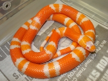 pxh2