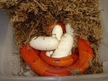 tvphaeggs