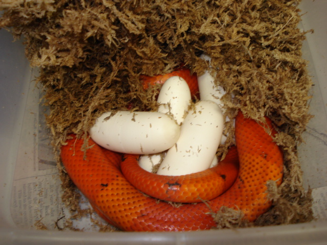 tvphaeggs