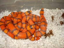 hypo09