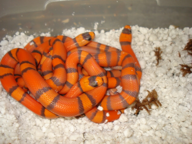 hypo09