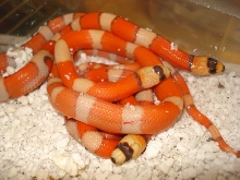 tc4