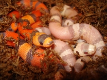 xgc1