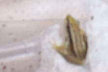 unknown frog, anyone know what this is?