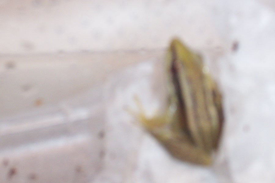 unknown frog, anyone know what this is?