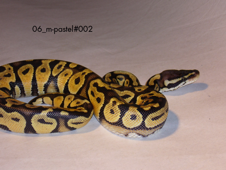 pastel