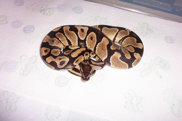 05 Het Lav Albino Male