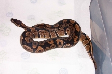 High Gold Female