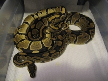 Balls breeding Odd male