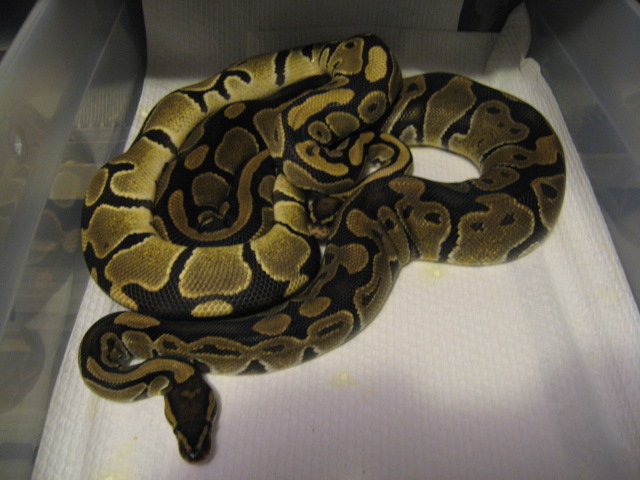 Balls breeding Odd male
