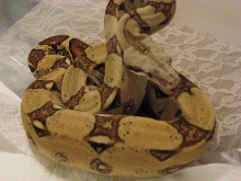 Boa 2