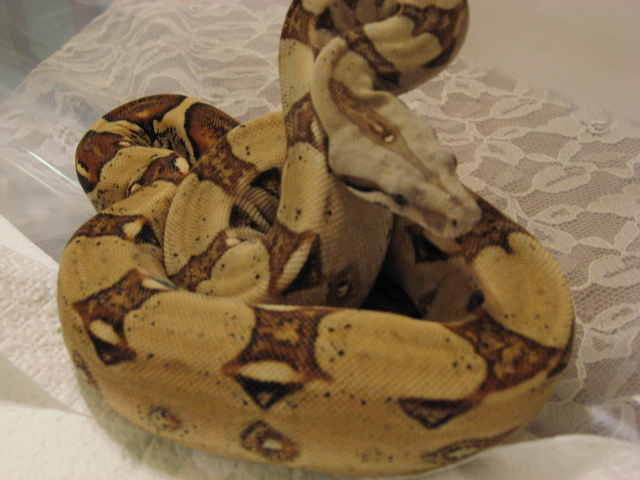 Boa 2