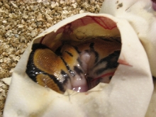 ball python in egg