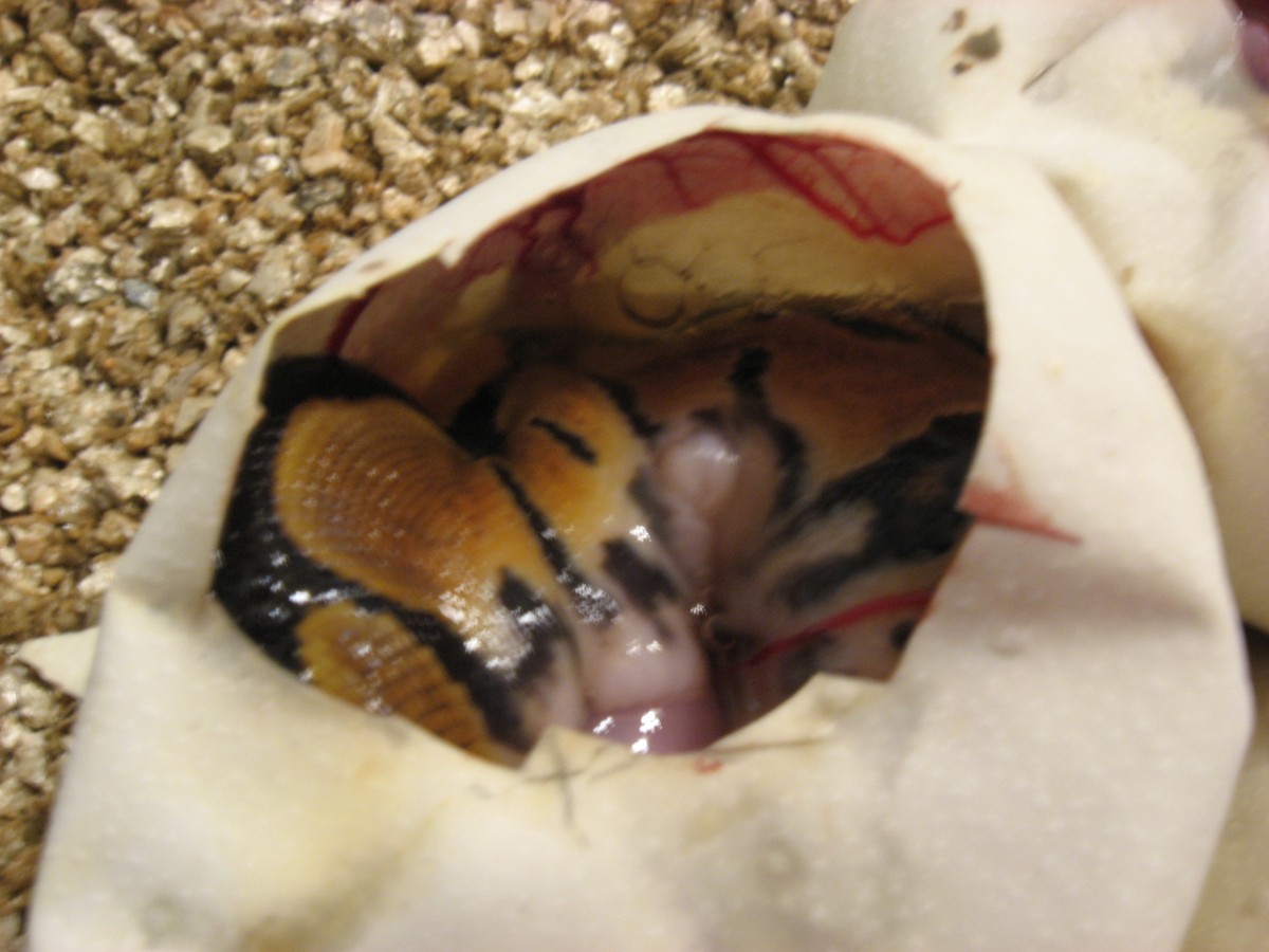 ball python in egg