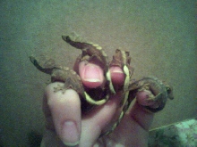 hatchlings