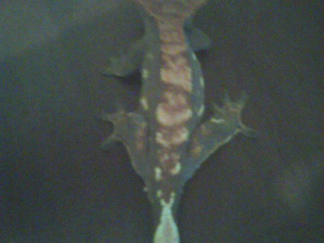 close up of pin striping