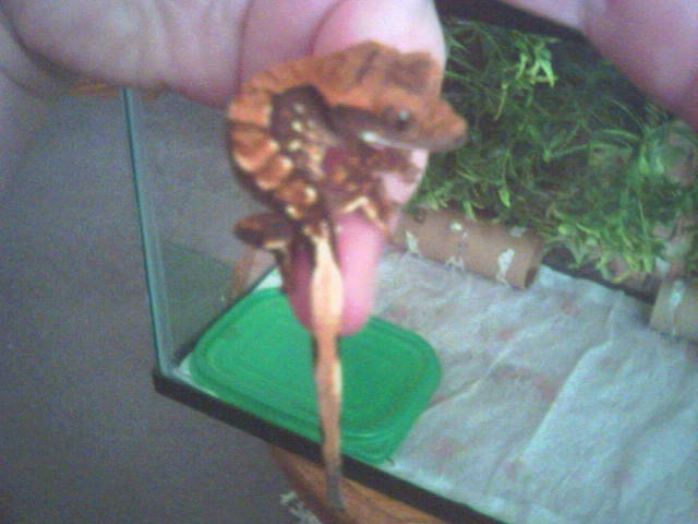 Partial Pin Baby Pic