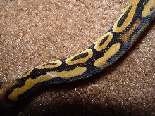 Pastel White Spots 1