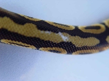 Pastel White Spots 2