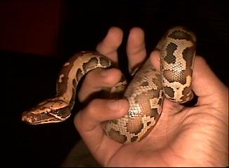 my first little baby