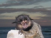 My Monkey