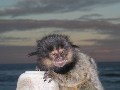 My Monkey