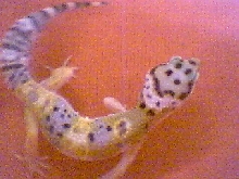1st Hatchling